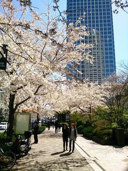 011_満開の桜.jpg
